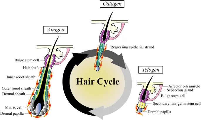 ruolo delle cellule staminali nella funzione del follicolo pilifero e nella crescita dei capelli