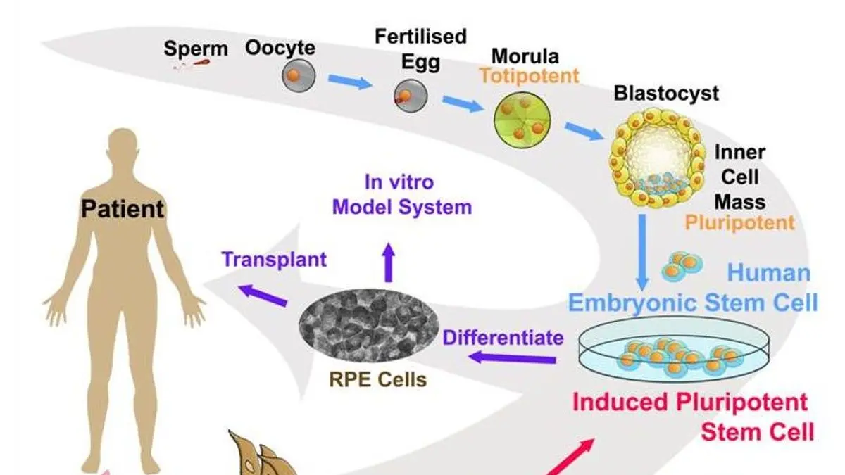 Un grafico che illustra le potenziali applicazioni delle cellule staminali embrionali, adulte e pluripotenti indotte nel trattamento medico