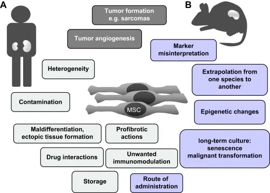 Effetti collaterali della terapia con cellule staminali