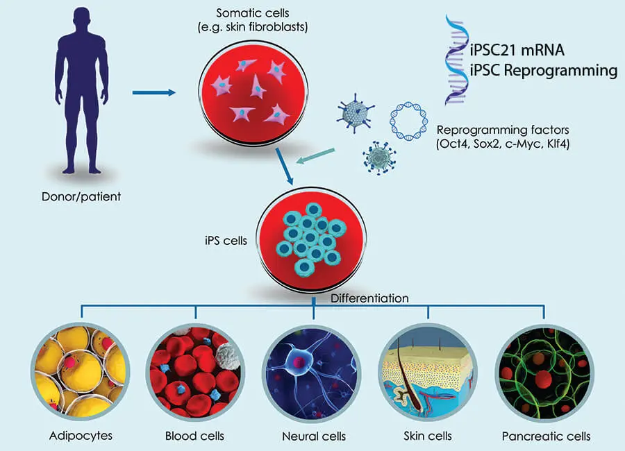 riprogrammazione di una cellula adulta in iPSC