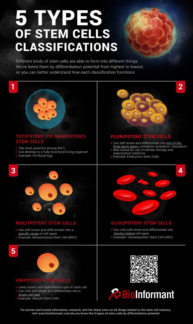 potenziali applicazioni delle cellule staminali