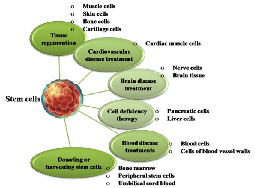 Un grafico che mostra le varie applicazioni della terapia con cellule staminali nell'assistenza sanitaria