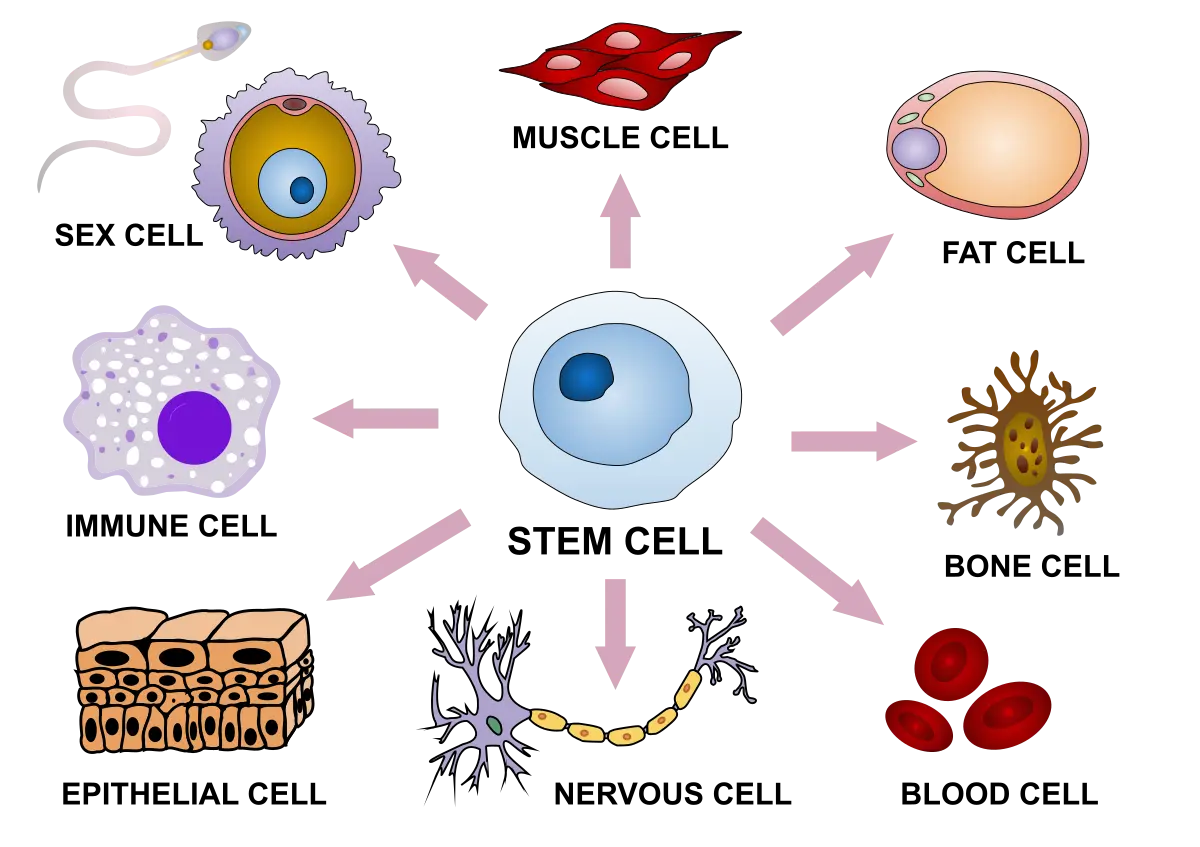 Un diagramma che illustra come le cellule staminali si differenziano in cellule specializzate