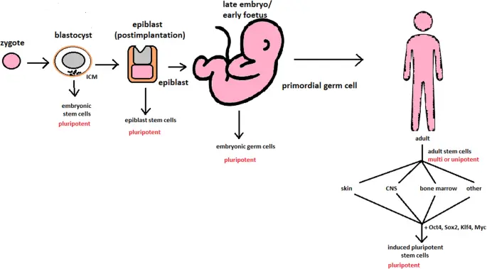 Il panorama globale della terapia con cellule staminali
