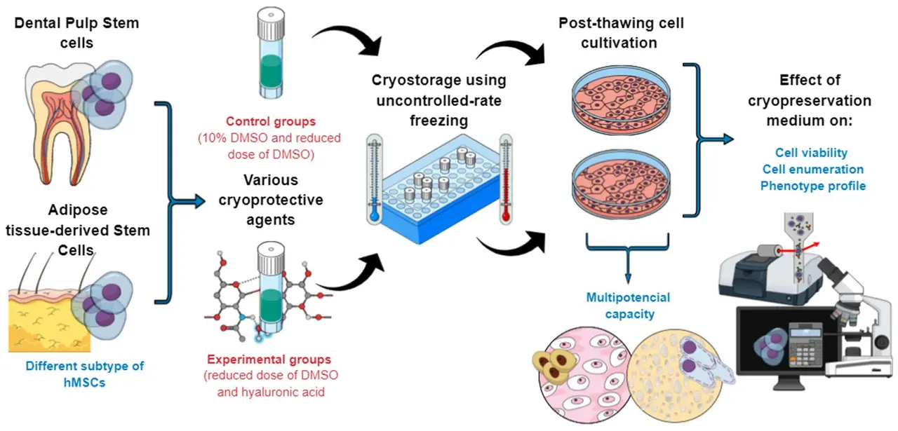 Un diagramma che illustra il processo di estrazione, coltivazione e trapianto delle cellule staminali