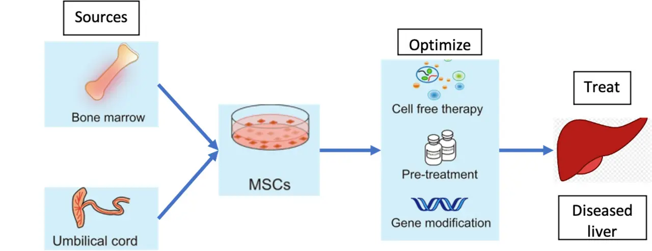 Un diagramma che illustra il processo del trattamento con cellule staminali per le malattie epatiche