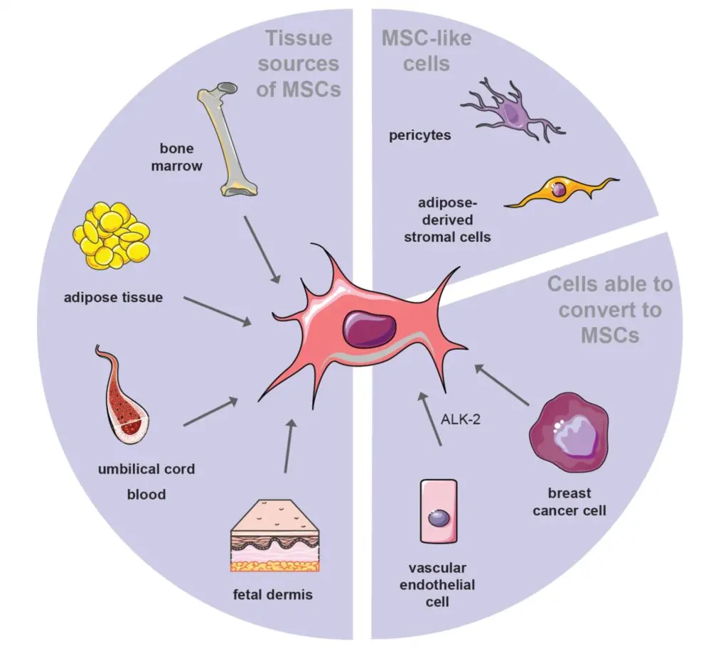 Un diagramma che mostra come le cellule staminali si differenziano in vari tipi di cellule e riparano il tessuto renale danneggiato.