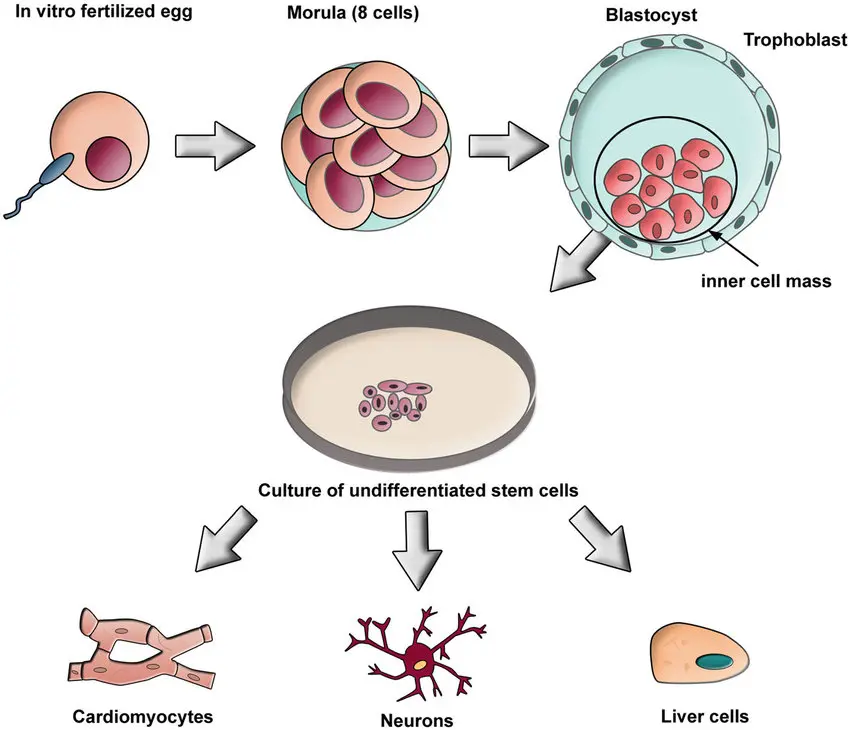 Un diagramma che mostra il processo di sviluppo delle cellule staminali embrionali in diversi tipi di cellule