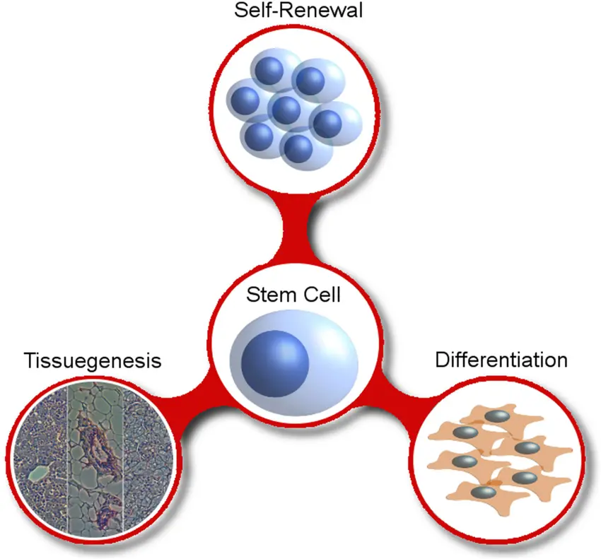 Un diagramma che mostra le proprietà di auto-rigenerazione e differenziazione delle cellule staminali