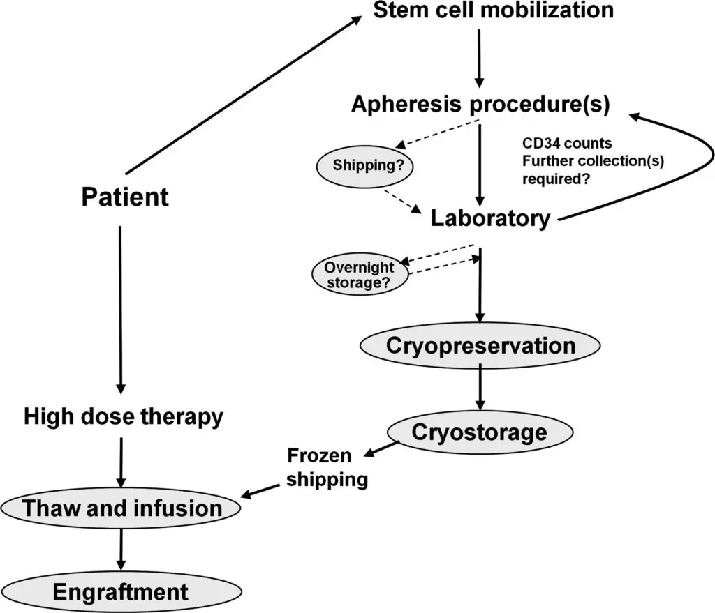 Un diagramma di flusso che illustra il processo di raccolta, elaborazione e iniezione delle cellule staminali.