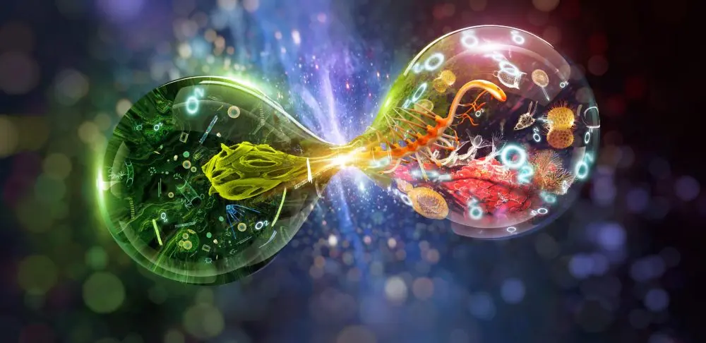 Un'illustrazione grafica che mostra il processo di differenziazione delle cellule staminali
