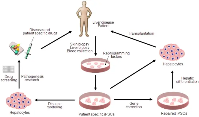 Una rappresentazione grafica della differenziazione delle cellule staminali e della sua potenziale applicazione nel trattamento delle malattie epatiche