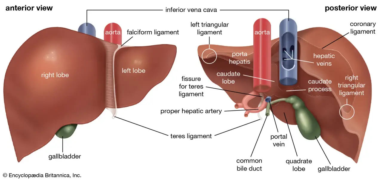 Un diagramma annotato che mostra la struttura e le funzioni del fegato
