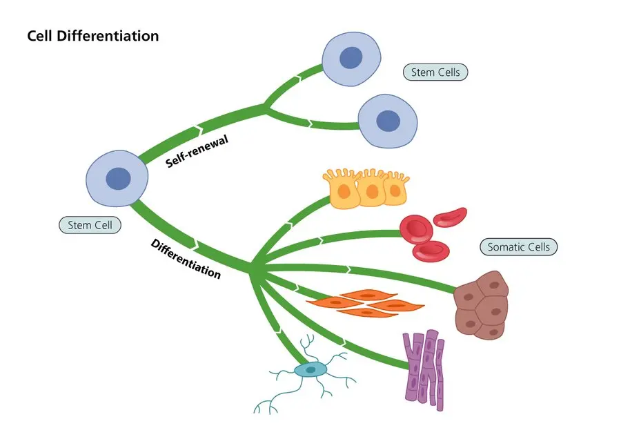 Divisione e differenziazione delle cellule staminali