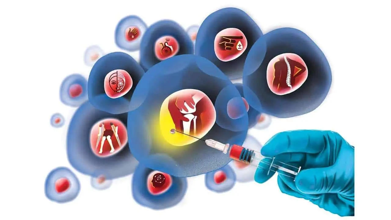 Ruolo delle cellule staminali
