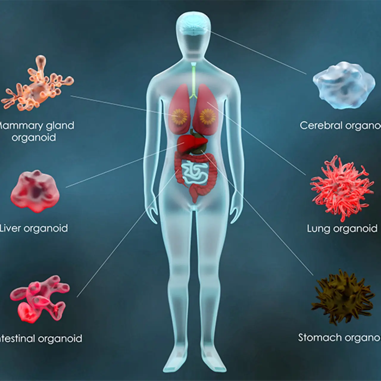 Un'infografica che illustra le varie malattie trattate con la terapia con cellule staminali