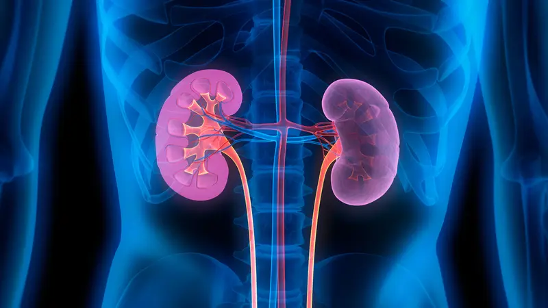 Come la terapia con cellule staminali potrebbe rivoluzionare il trattamento renale