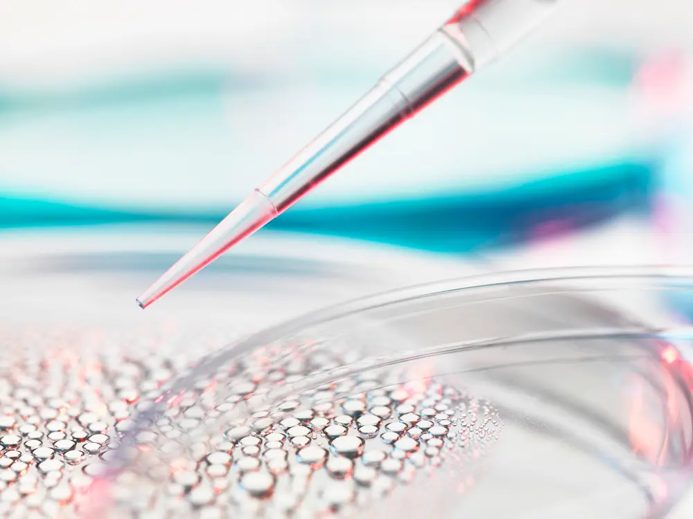 Ricerca sulle cellule staminali, pipettaggio di un campione in una piastra di Petri contenente cellule staminali per la ricerca medica