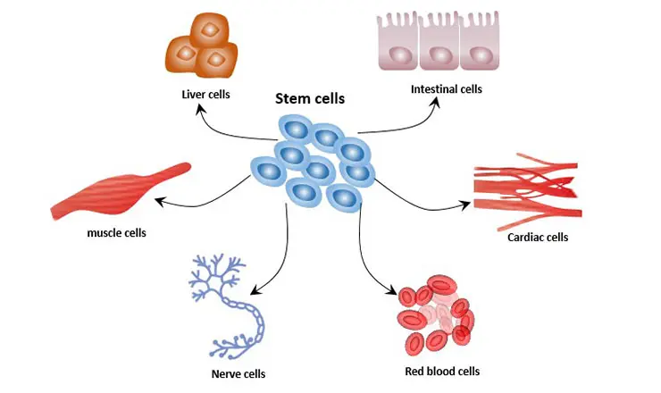 Diagramma che mostra il processo di differenziazione delle cellule staminali