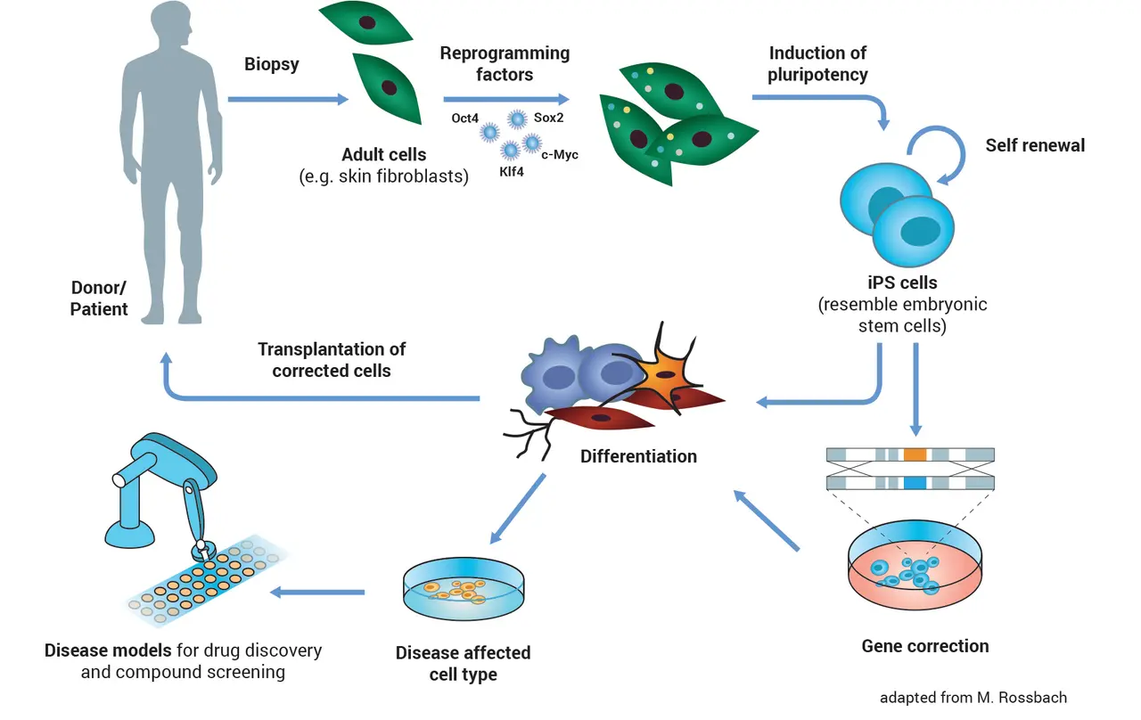 Un grafico che illustra il processo di riprogrammazione delle cellule adulte in cellule staminali.