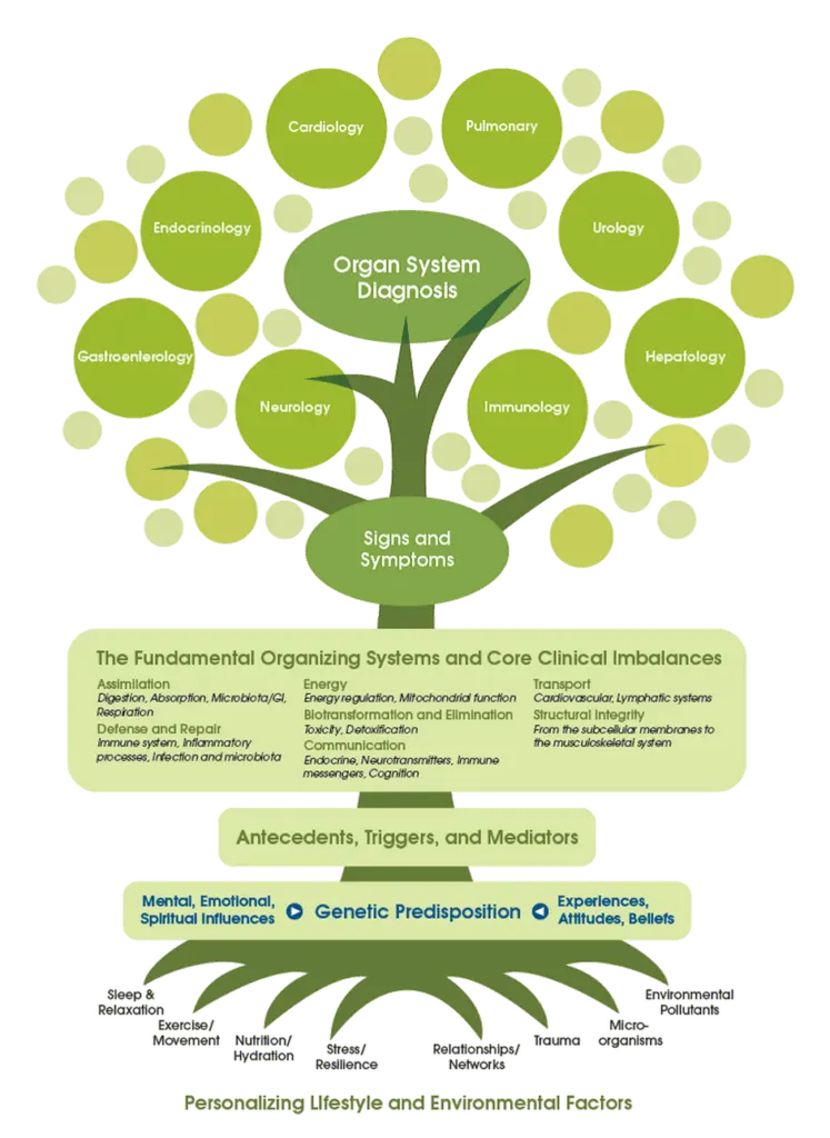 Diagramma ad albero della medicina funzionale