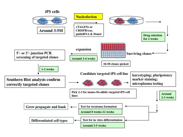 Rappresentazione grafica del processo di ingegnerizzazione delle iPSC.