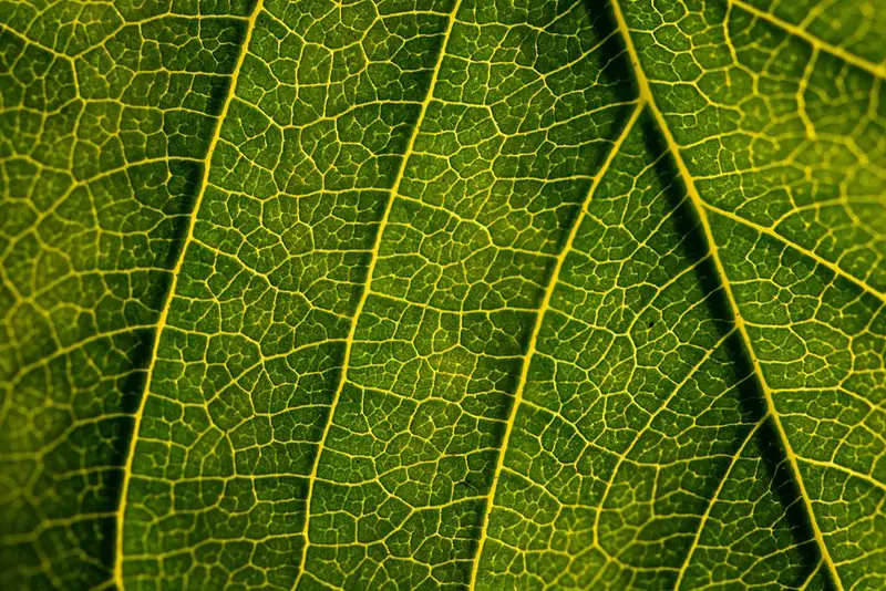 Cellule staminali pluripotenti per la medicina rigenerativa