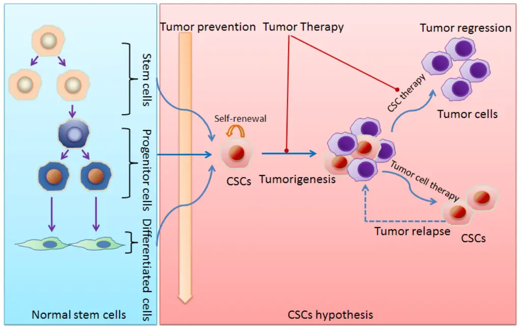 Rappresentazione della differenziazione delle cellule staminali in vari tipi di cellule e del potenziale rischio di tumorigenesi.