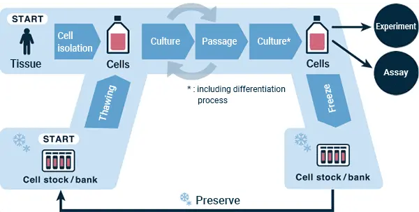 Immagine che mostra il processo di coltura delle cellule staminali in laboratorio