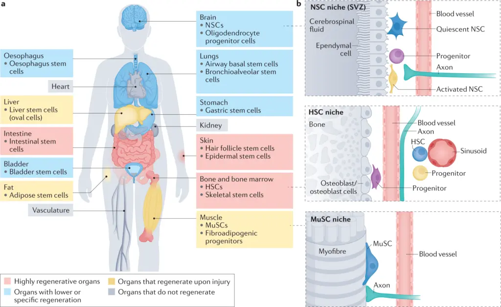 Un'immagine che mostra il potenziale delle cellule staminali nel ringiovanire il corpo