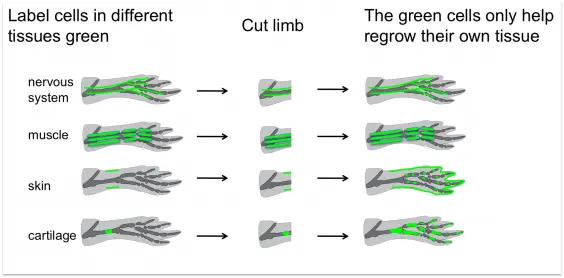Un diagramma che illustra il processo di rigenerazione nel corpo umano