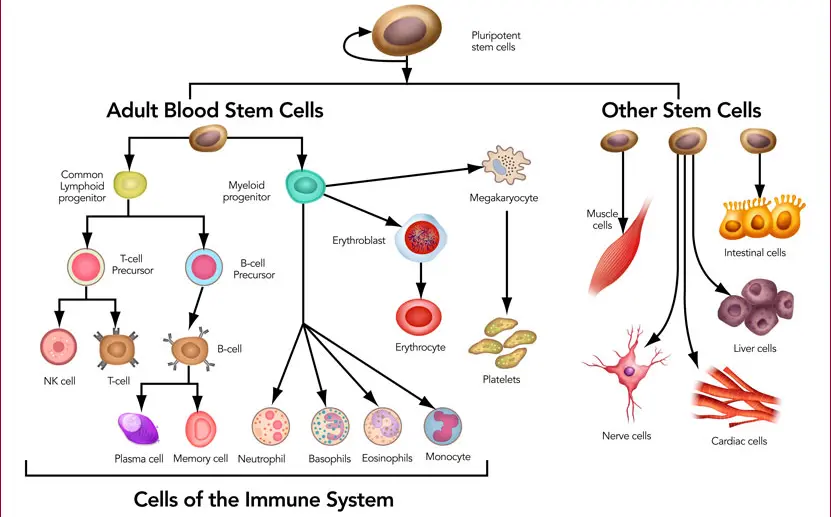 rigenerazione dei tessuti tramite cellule staminali