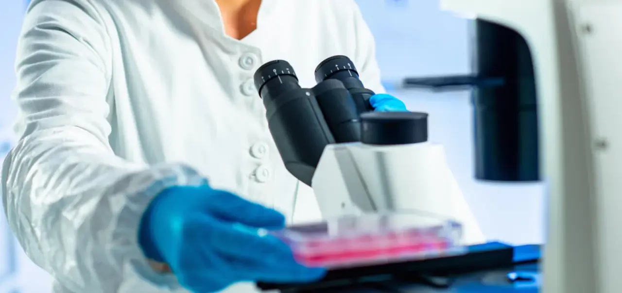Allestimento di laboratorio per la coltivazione di follicoli piliferi utilizzando cellule staminali.
