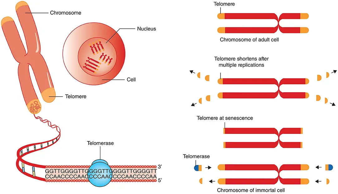Un grafico illustrativo che mostra come le cellule staminali possono influenzare la lunghezza dei telomeri, influenzando così l'invecchiamento