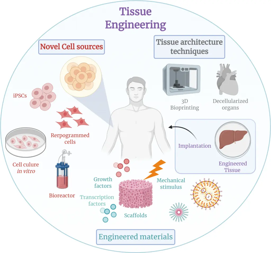 Un diagramma che mostra come le cellule staminali possono riparare e rigenerare tessuti e cellule danneggiati