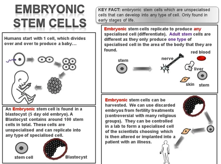 Un diagramma che illustra il processo di derivazione delle cellule staminali embrionali e le preoccupazioni etiche associate