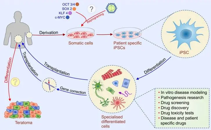 Un grafico che evidenzia le considerazioni etiche e le preoccupazioni di sicurezza nella terapia con cellule staminali