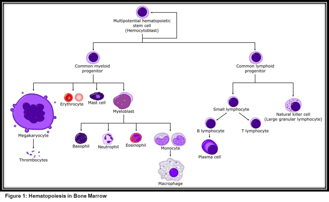 Un diagramma dettagliato che illustra il processo di divisione e differenziazione delle cellule staminali