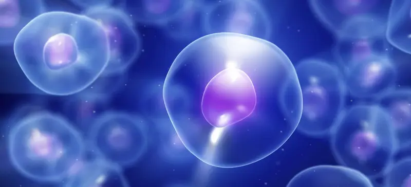 Trattamento delle lesioni cerebrali con le cellule staminali del sangue cordonale