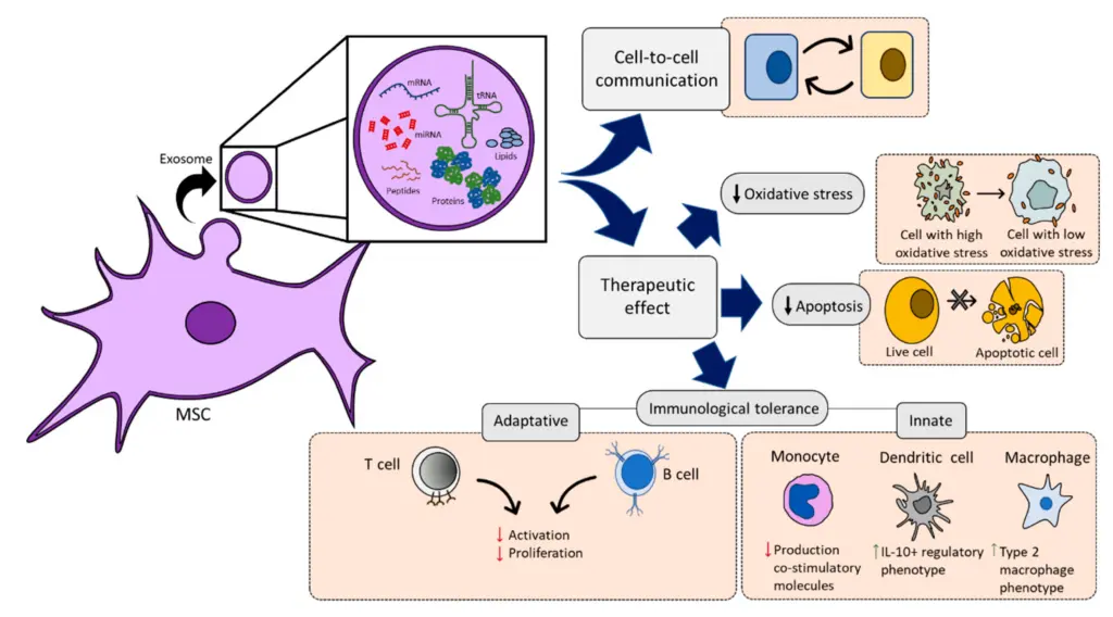 Un diagramma che mostra come funzionano le cellule staminali mesenchimali