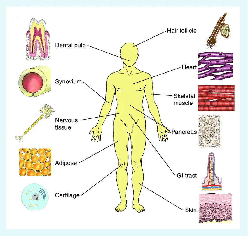Un diagramma anatomico che mostra le posizioni dei serbatoi di cellule staminali nel corpo umano.