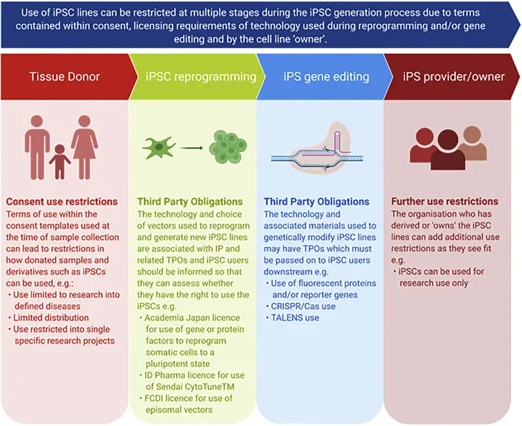 Un'infografica che mostra le potenziali applicazioni delle iPSC in medicina 