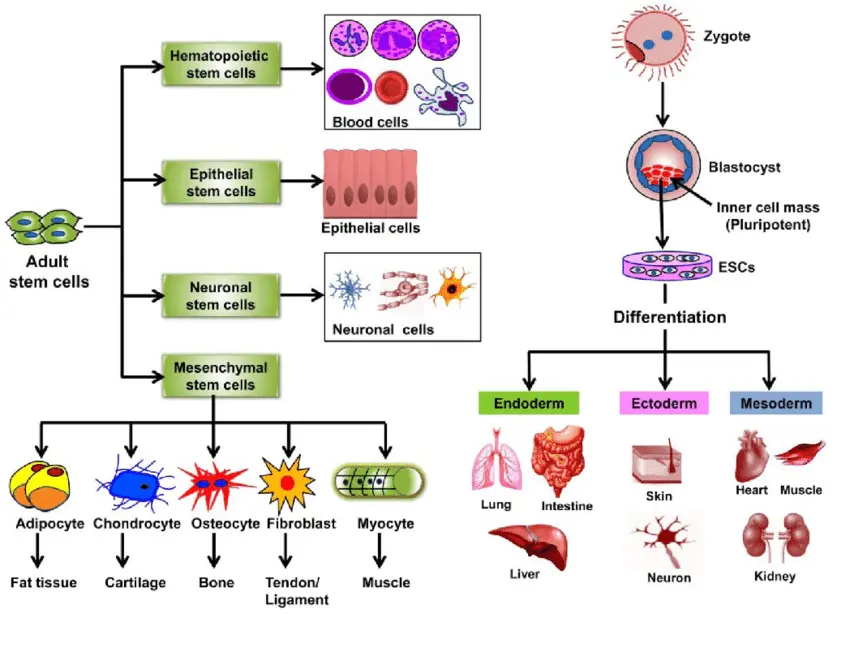 Un grafico che illustra il processo di differenziazione delle cellule staminali adulte e le sue applicazioni in medicina