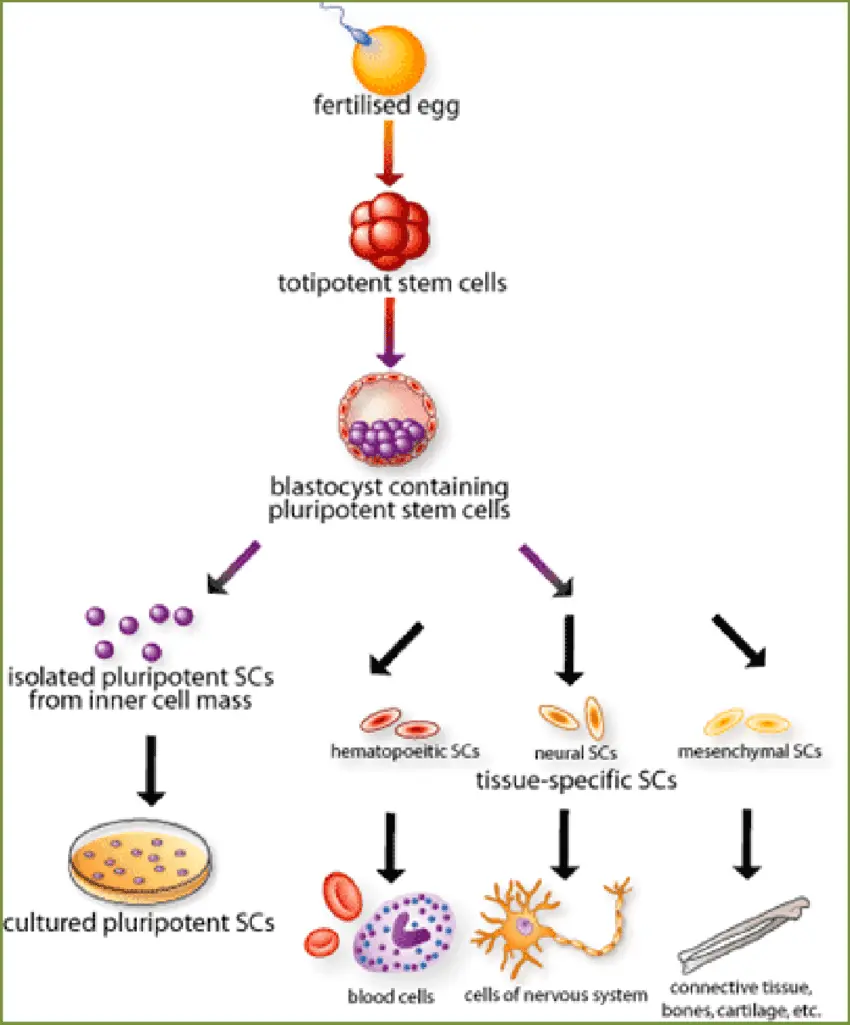 Questa immagine raffigura il processo di differenziazione delle cellule staminali, illustrando come una singola cellula staminale può svilupparsi in vari tipi di cellule specializzate