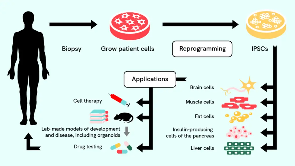 Un'infografica che mostra il potenziale delle cellule staminali nel trasformare la medicina e l'assistenza sanitaria..
