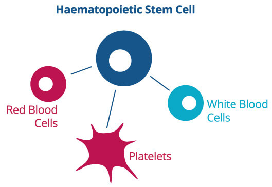 Schema delle cellule staminali ematopoietiche che si differenziano nei vari tipi di cellule del sangue