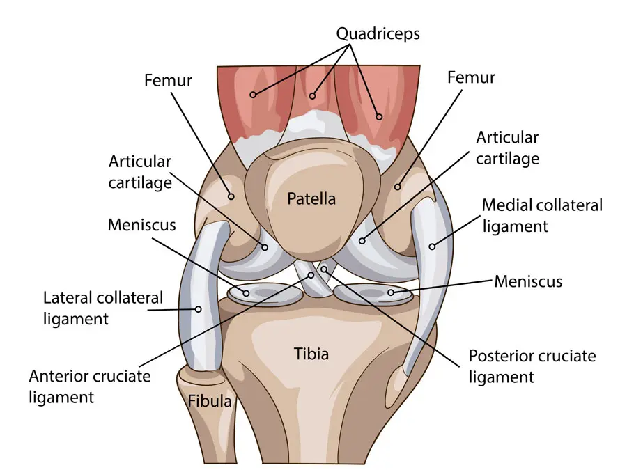 anatomia dell'articolazione del ginocchio
