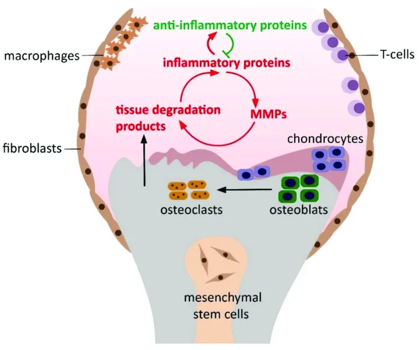 progressi nelle lesioni al ginocchio grazie al trattamento con cellule staminali
