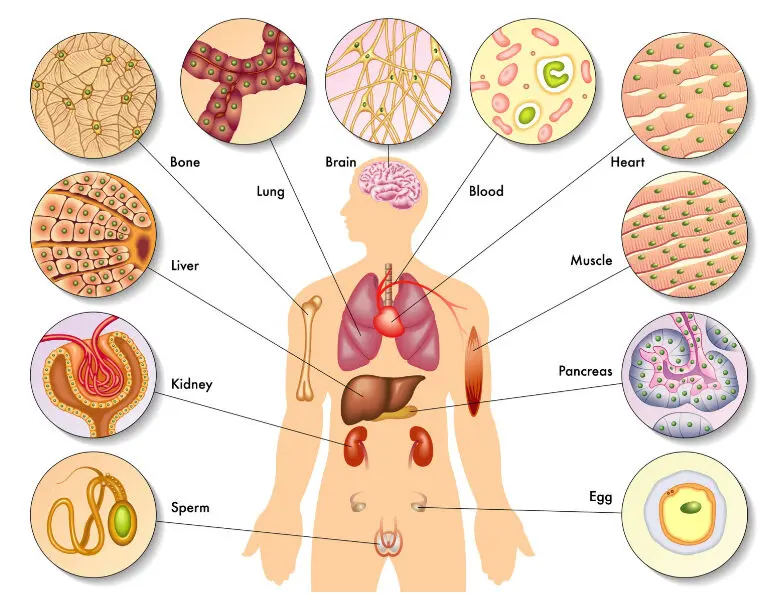 Un'illustrazione che raffigura la versatilità delle cellule staminali nel trasformarsi in vari tipi di cellule del corpo.